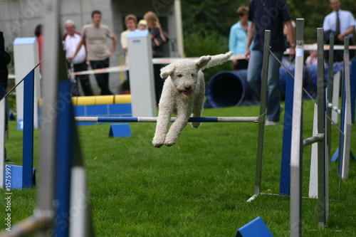 hundesport: lagotto romagnolo photo