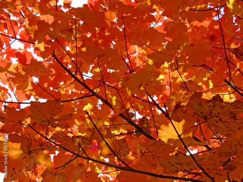 fall colors 3