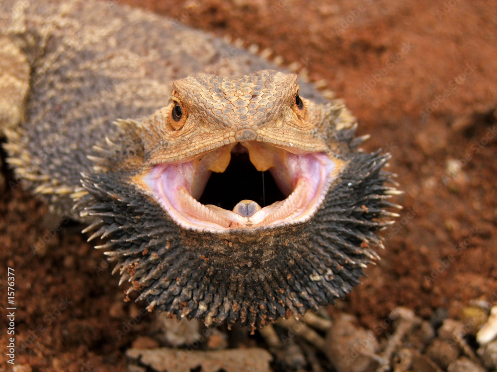 Fototapeta premium angry bearded dragon