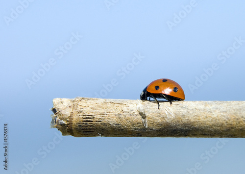 ladybird photo