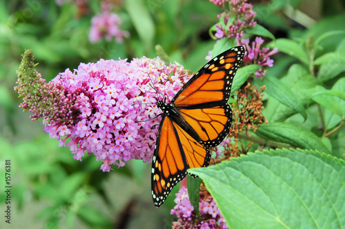 monarch butterfly © Darren Pellegrino
