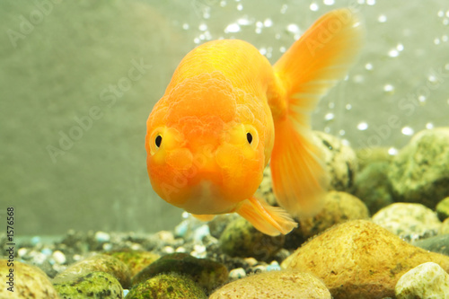 lion head goldfish