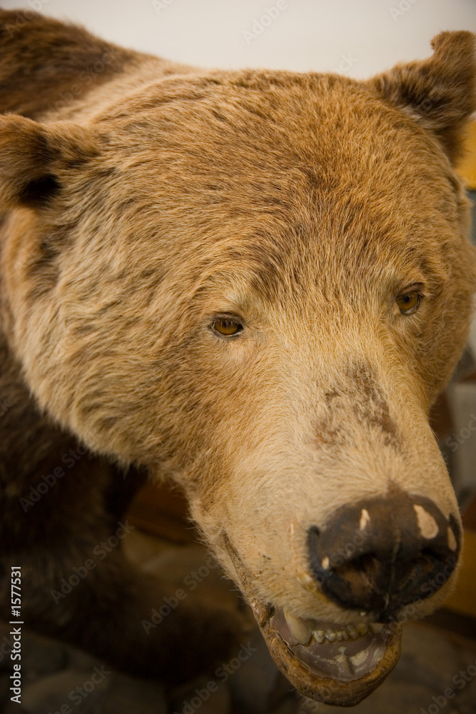Naklejka premium bear