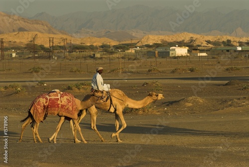 going to the camel race