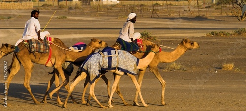 riding camels in buraimi