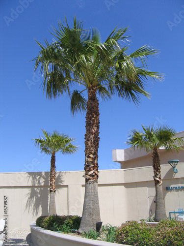 Photography resort palm trees