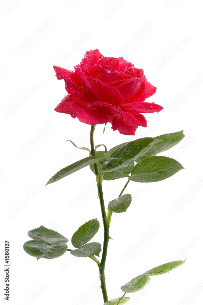 rose rose