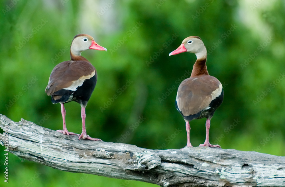 Obraz premium ducks on branch