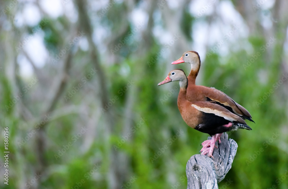 Obraz premium ducks on branch