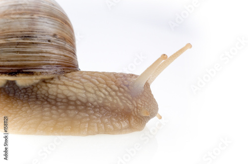 snail photo