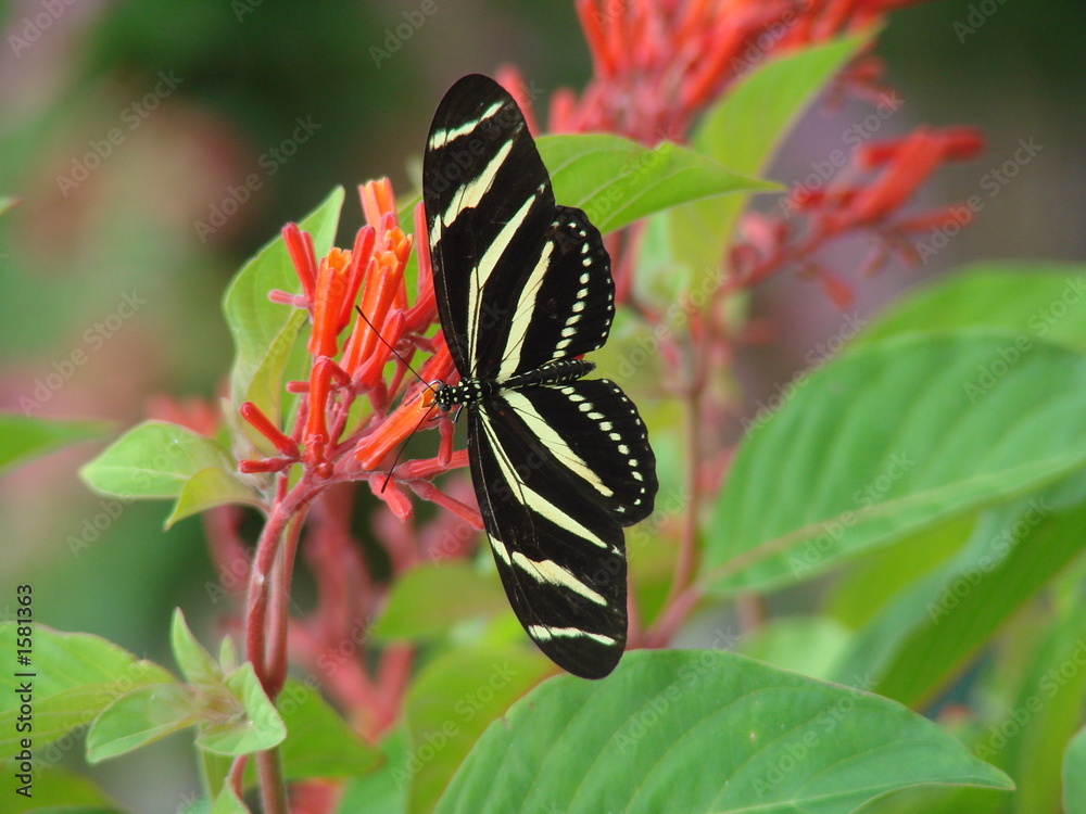Obraz premium zebra longwing 4