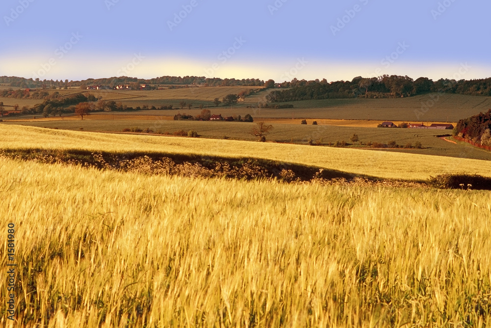 farmland with cereal crops