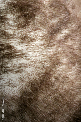fur background