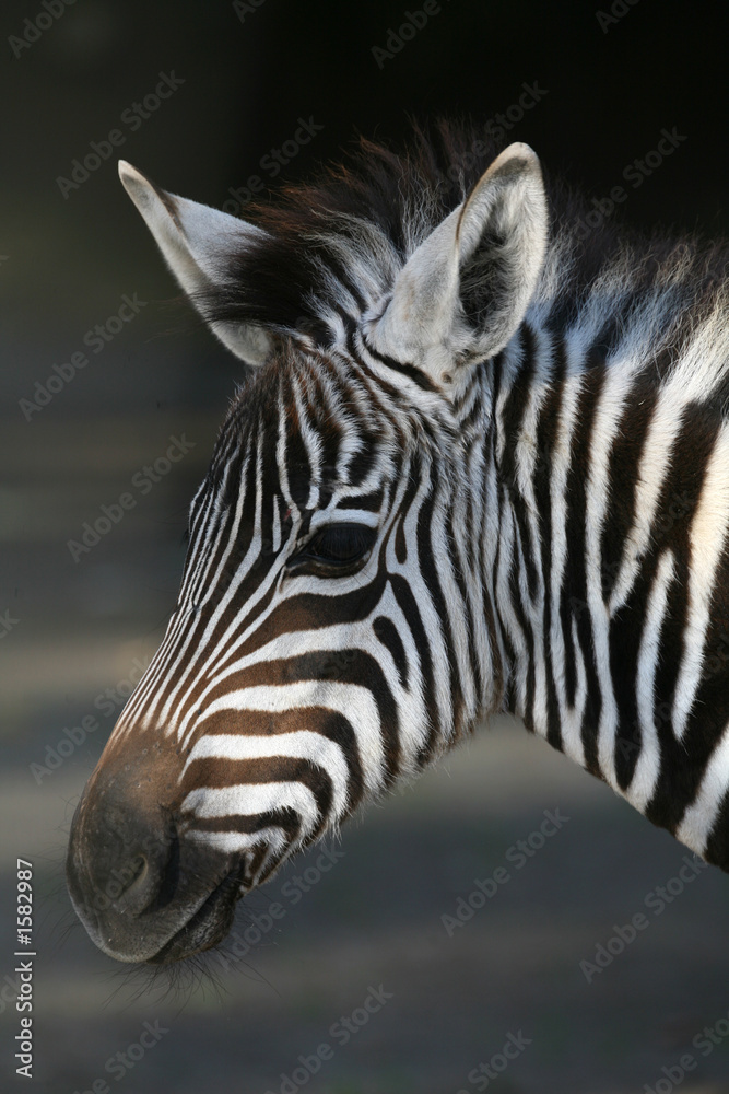 Fototapeta premium zebra-fohlen