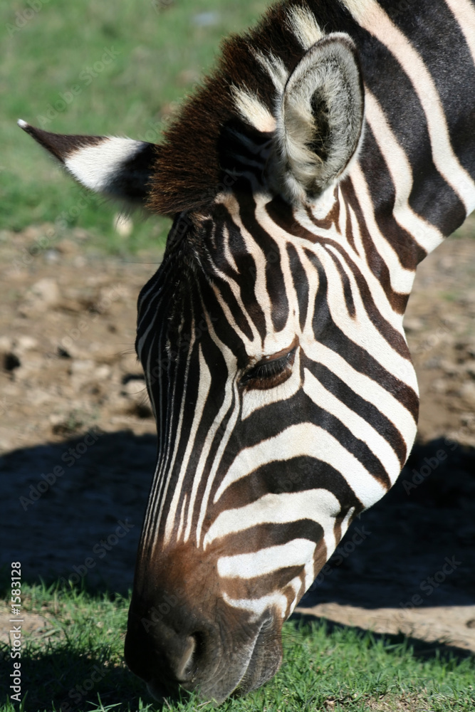 Fototapeta premium zebra face