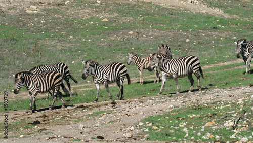 group of zebras