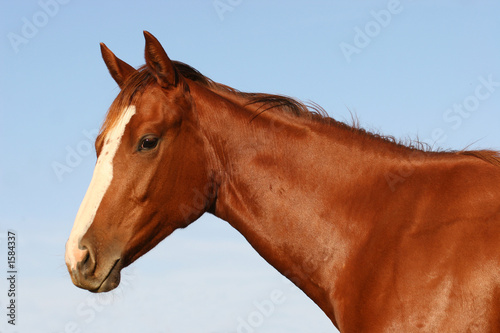 english race horse photo