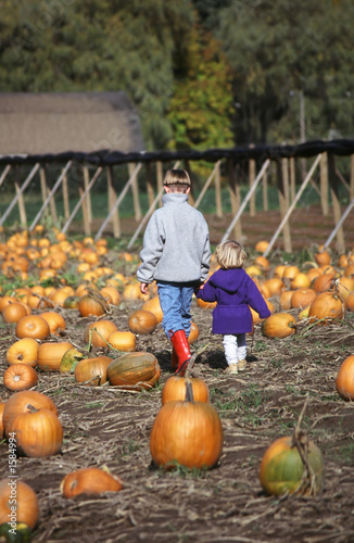 pumpkin patch