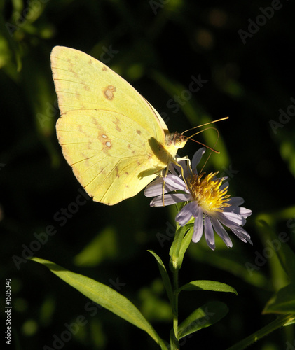 Photography sulphur butterfly