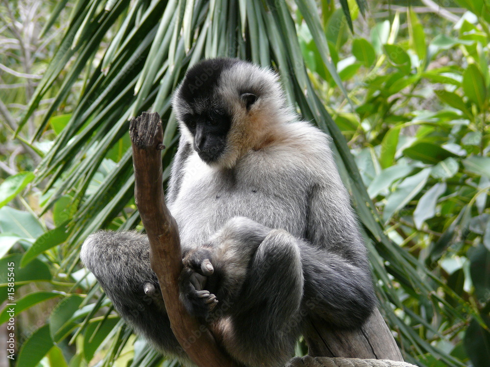 white cheeked monkey