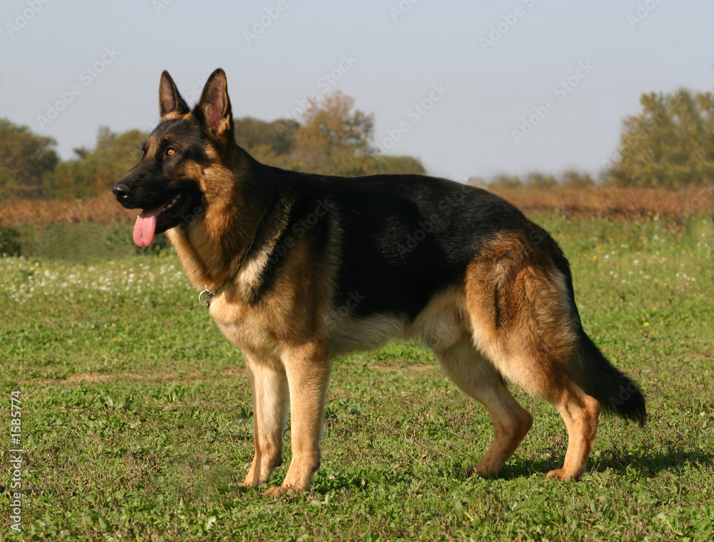 berger allemand statique berger allemand statique