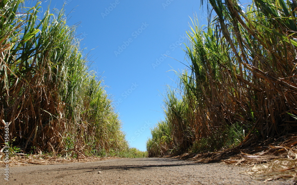 Fototapeta premium route tropicale