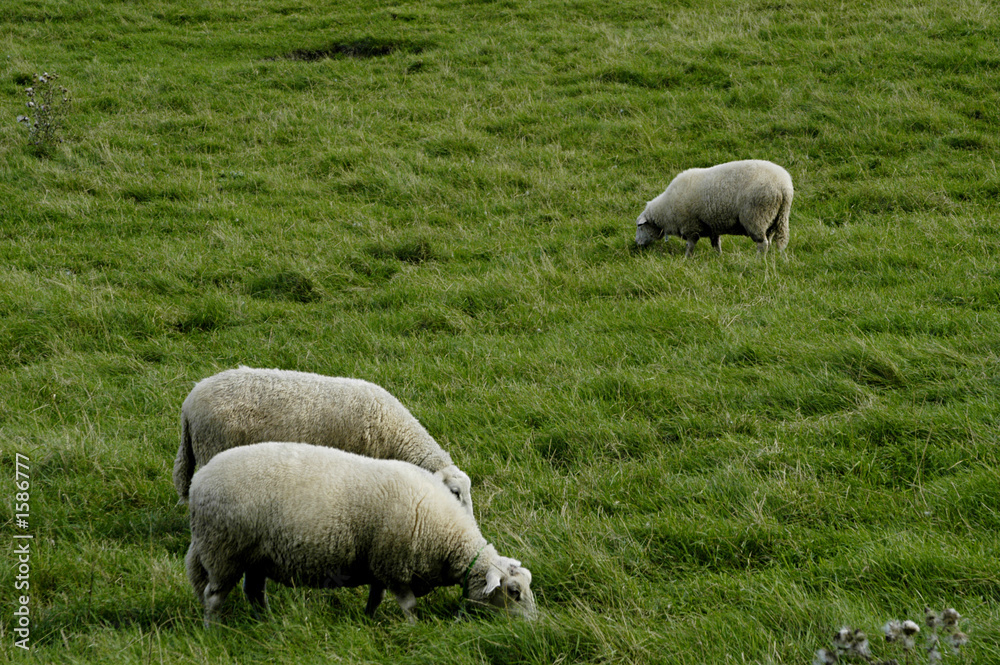 herd of sheep at the grassland herd of sheep at the grassland