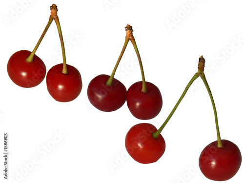 cerises grillotes photo