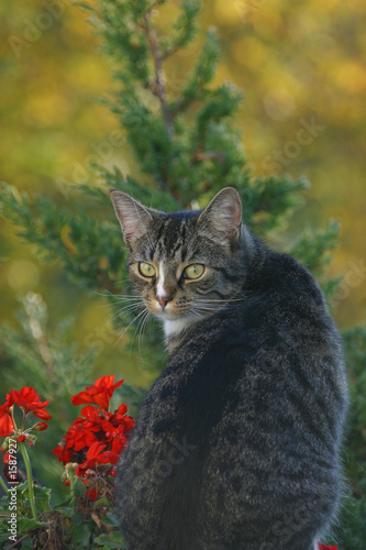 die katze an der belargonie
