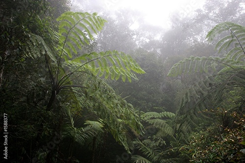 forêt primaire bornéo photo