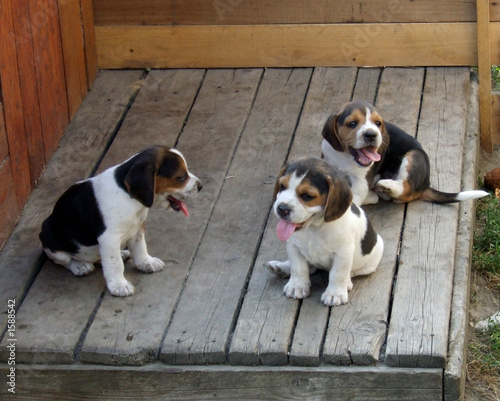 beagle puppies © Robert Rozbora