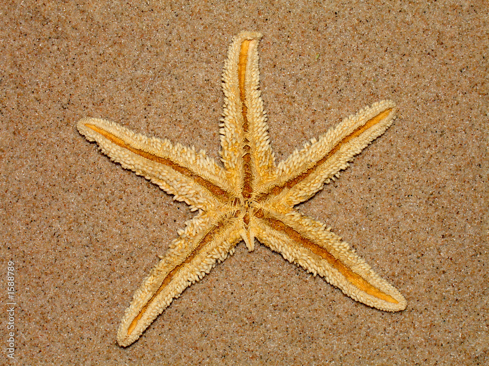seastar seastar