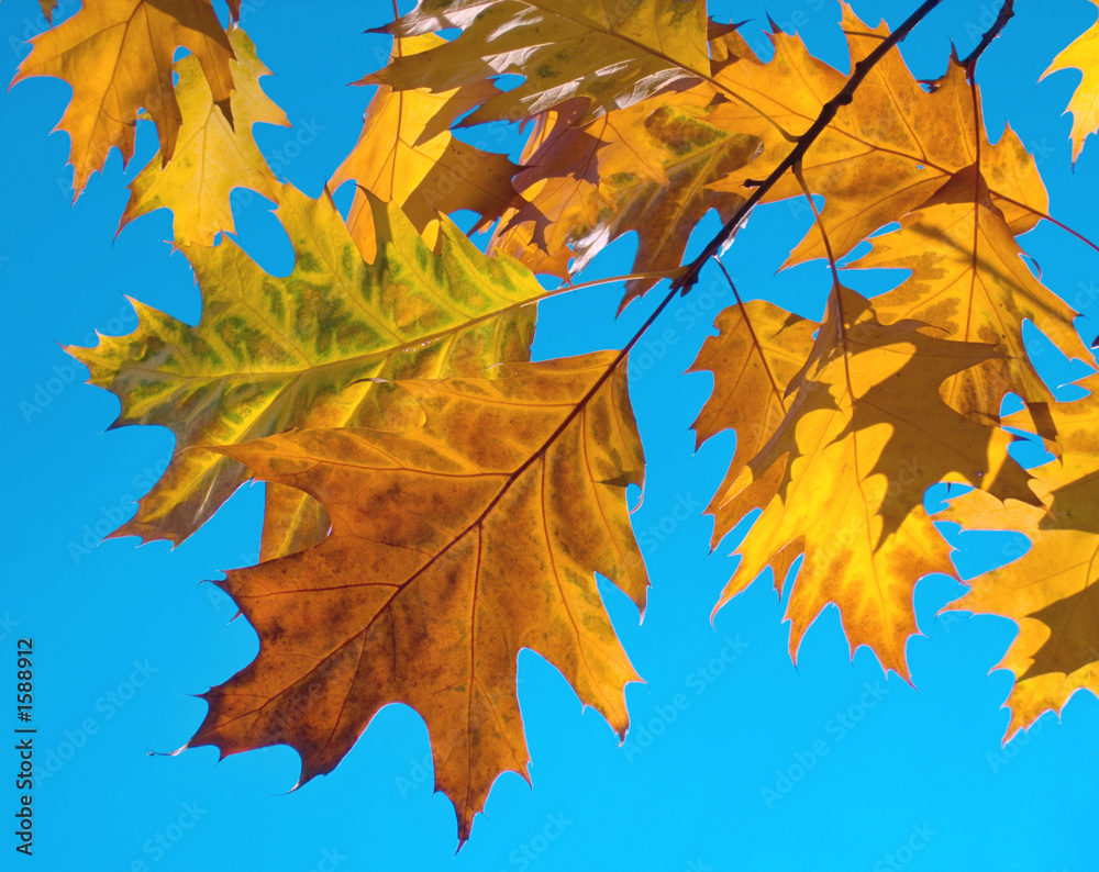 Fototapeta premium oak foliage