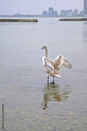 swan strecthing wings photo