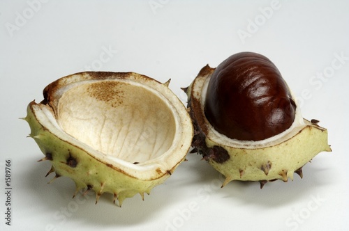 cheesnut