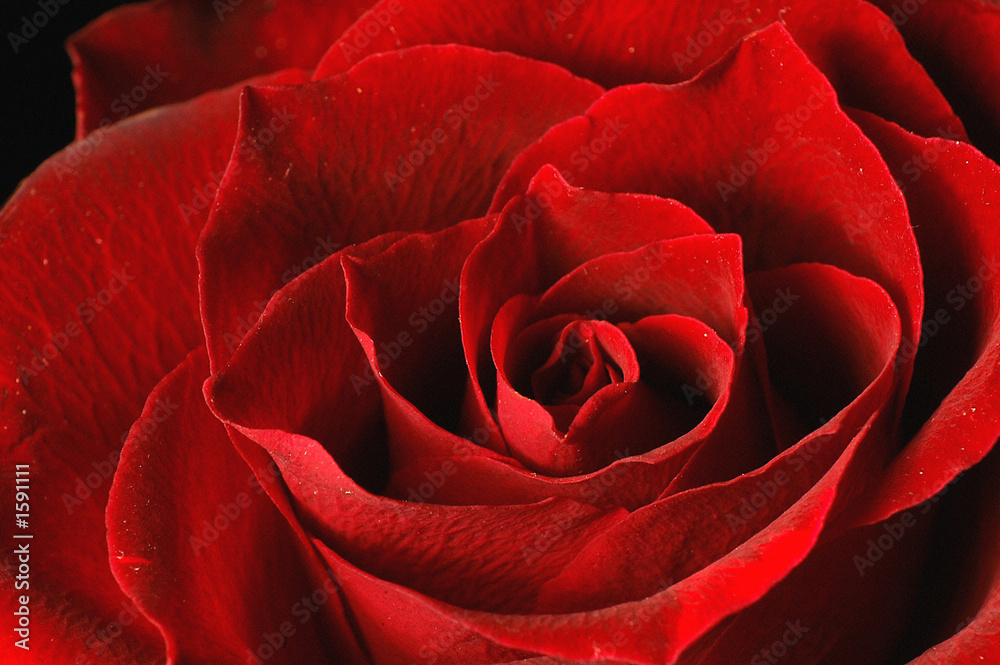 Naklejka premium rosenblüte