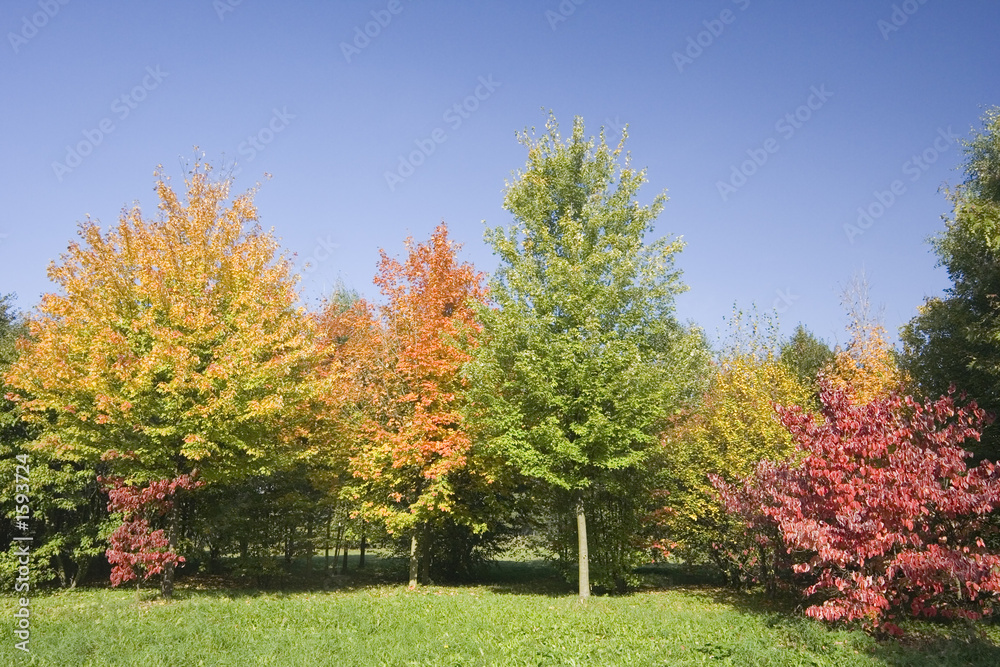 Fototapeta premium indian summer