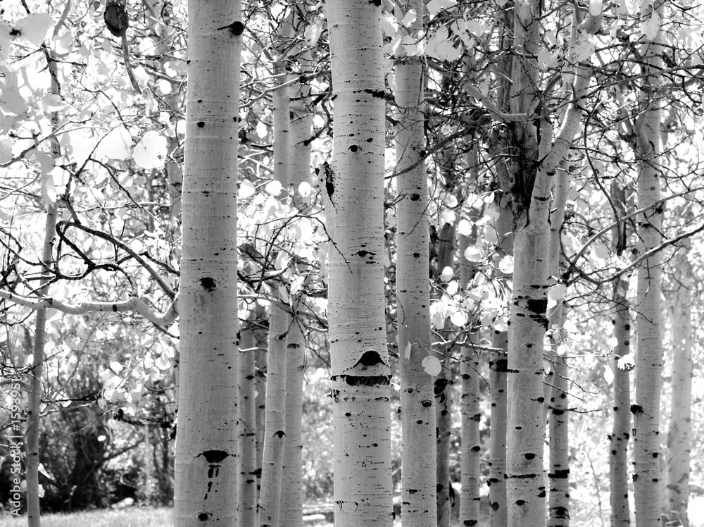 Naklejka premium black and white image of aspen trees