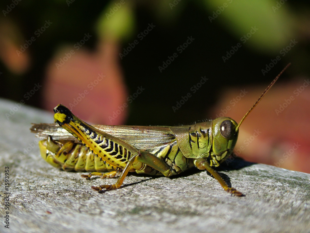 grasshopper in the fall grasshopper in the fall