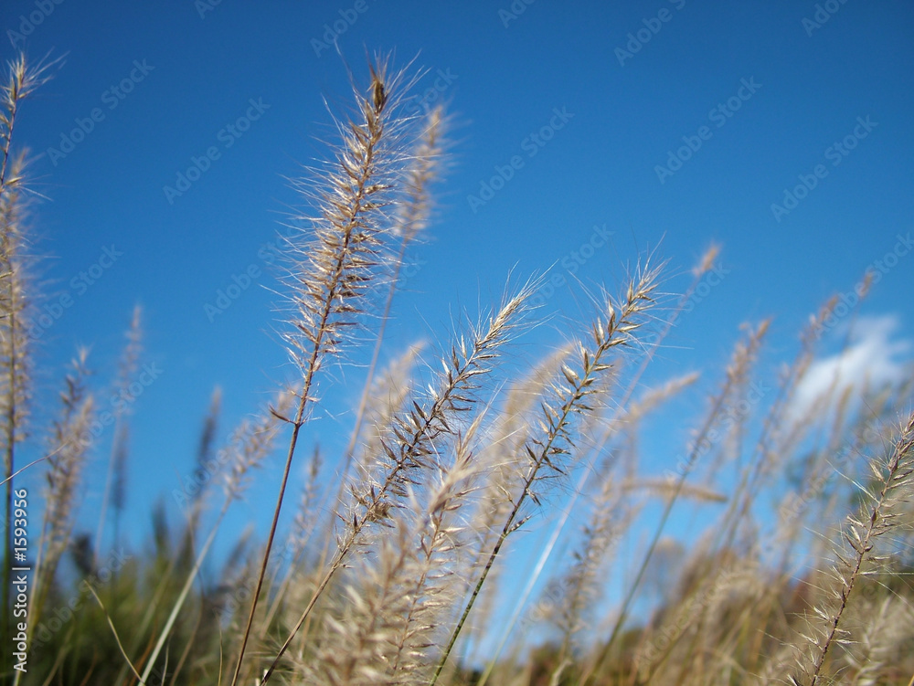 Fototapeta premium stems background