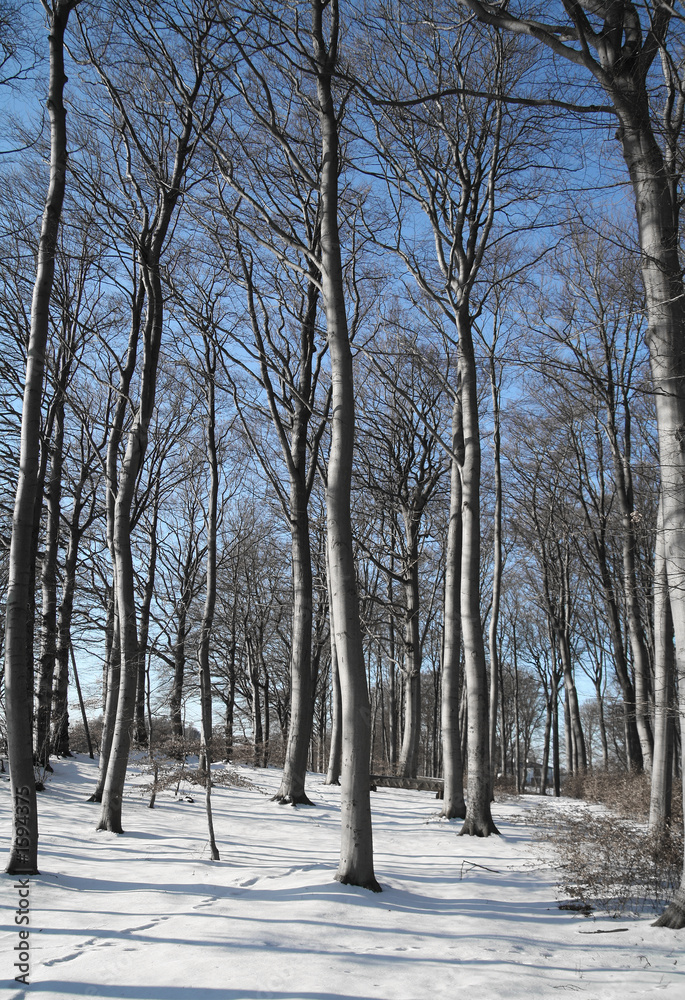 Fototapeta premium winter forest