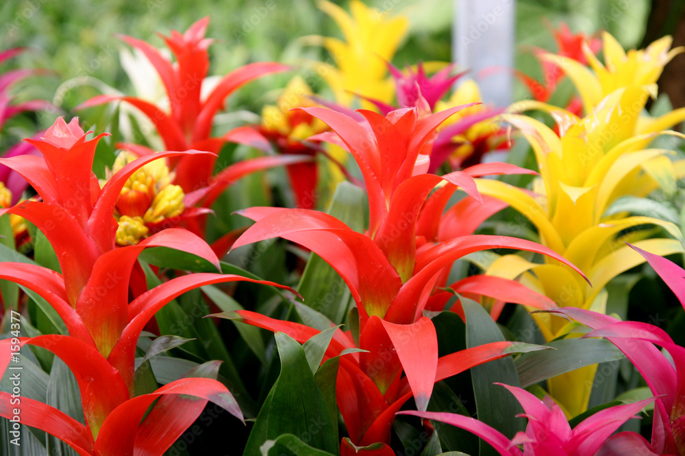 Obraz premium guzmania