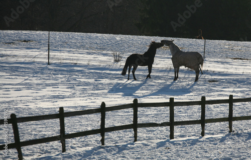 winter horses denmak photo