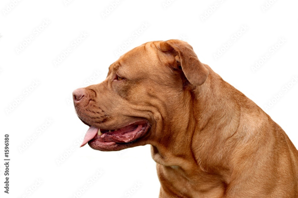 chien dogue de bordeaux