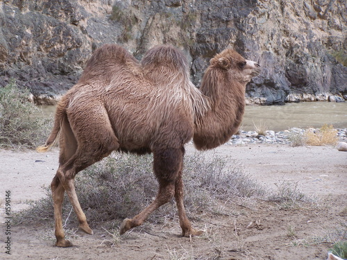 baktrian - two humped camel.