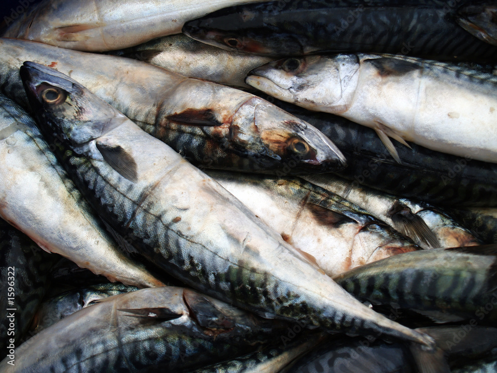 fishes fishes