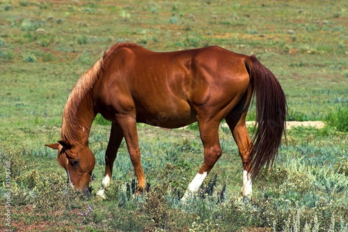 american quarter horse