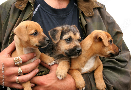 triplets photo