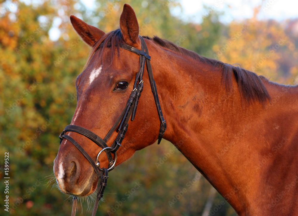 Obraz premium bay horse portrait