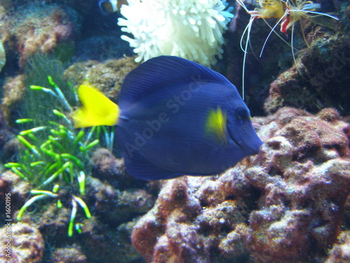 oceanic fish